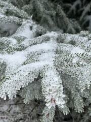 L’hiver la neige recouvre toute la forêt.
