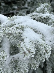 L’hiver la neige recouvre toute la forêt.