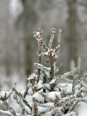L’hiver la neige recouvre toute la forêt.