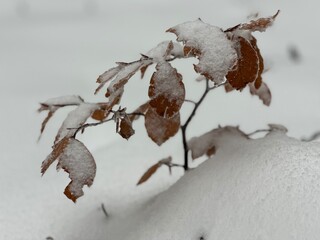 L’hiver la neige recouvre toute la forêt.