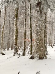 L’hiver la neige recouvre toute la forêt.