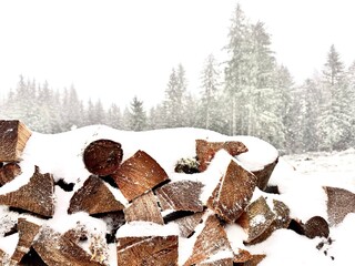 L’hiver la neige recouvre toute la forêt.
