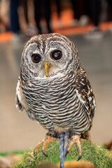 Snowy Owl (Bubo scandiacus) close up Tawny Owl (Strix aluco) on display