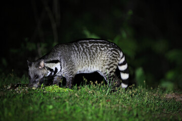 Thailand Civet Coffee is living. In the area of ​​Kaeng Krachan National Park, Phetchaburi, Thailand 