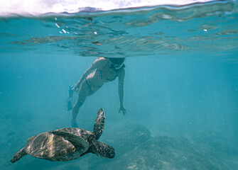 Snorkeling with Wild Hawaiian Green Sea Turtles in the Beautiful Ocean off Hawaii 