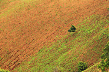 Growing corn on the mountain Deforestation, PM 2.5 problem in Nan Province, Thailand 