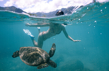 Swimming with Wild Hawaiian Green Sea Turtles in the Beautiful Ocean off Hawaii 