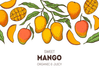 Ripe mango. Hand drawn vector illustration. Tropical fruit. Packaging design, menu design, juice packaging. Mango frame.