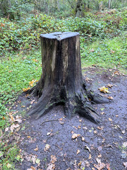 stump in the forest
