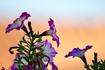 Piante
