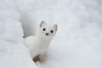 Ermine, Ermellino , (Mustela erminea)