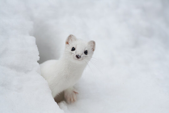 Ermine, Ermellino , (Mustela erminea)