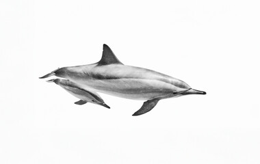 Dolphin in the water with calf