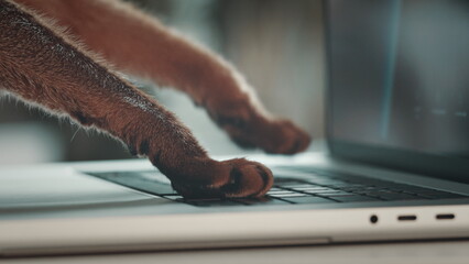 Cat paws typing on keyboard. Ruddy cat using the laptop keyboard. Searching in internet, order cats...