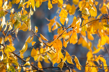 Yellow leaves against the blue sky in autumn.Beautiful background