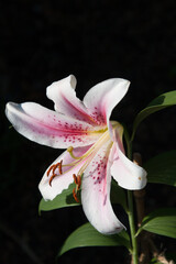 Pink White Lily Flower