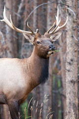 Elk Buck