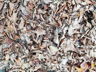 texture of dried leaves
