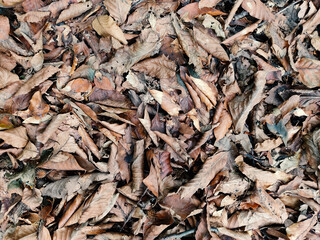 background of leaves