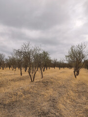 trees in the field