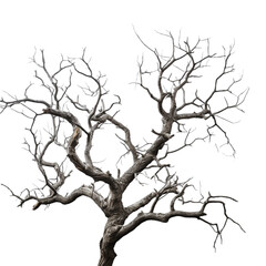silhouette of a tree without leaves, highlighted on a white background, PNG