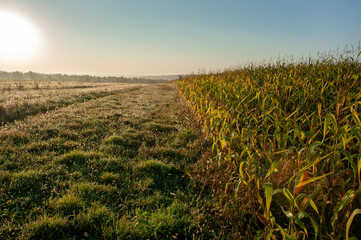 Panoramic view of Corn field plantation with blue sky background.