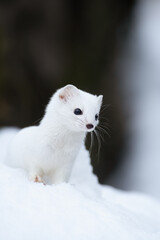 Ermine, Ermellino , (Mustela erminea)