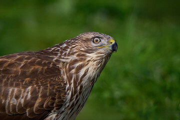Common buzzard (Buteo buteo)
