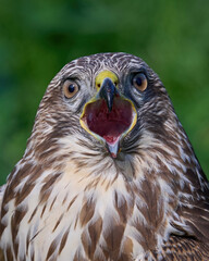 Common buzzard (Buteo buteo)