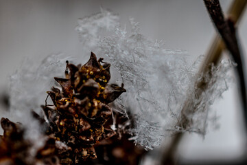 Frozen Cone with Snow Crystals