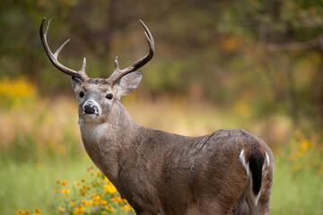 White-tailed Deer, a buck, on a beautiful autumn day during rut season in Texas. Closeup.