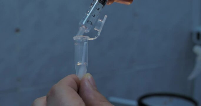 A cotton swab with a saliva sample is dipped into a test tube and filled with a special solution. The sample on a cotton swab in a test tube is sent to the laboratory for analysis for viruses.