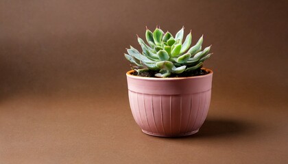 indoor houseplant succulent in pink ceramic pot on brown background generative ai