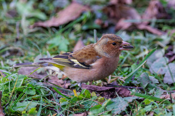 Buchfink (Fringilla coelebs) Männchen