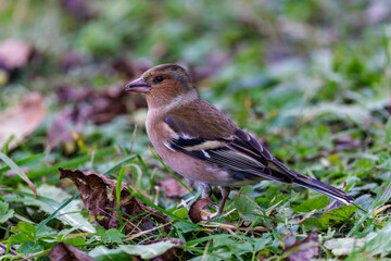 Buchfink (Fringilla coelebs) Männchen