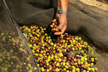 Olive harvesting in the olive fields of Andalusia