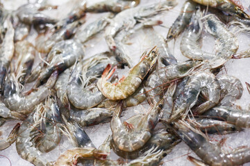 Raw shrimps on ice. Seafood background. Supermarket seafood shopping. Gray fresh prawns chilled in ice. Seafood texture. 