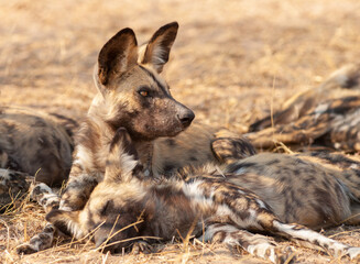 close up of pack of resting African wild dogs (Lycaon pictus)
