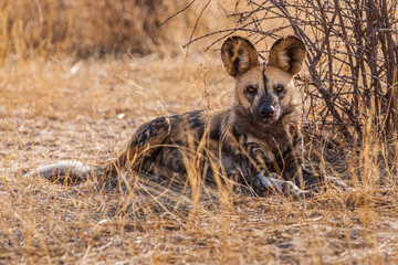 Portrait of an African wild dog (Lycaon pictus) lying on the ground and looking into the camera
