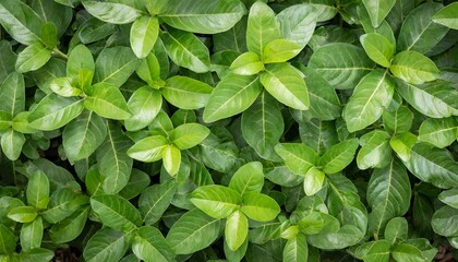 top view of natural green leaf for nature background