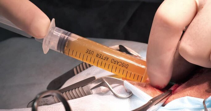In the operating room, the pet's bladder is emptied through a puncture using a syringe. A veterinary surgeon draws urine into a syringe through a puncture in the bladder wall.