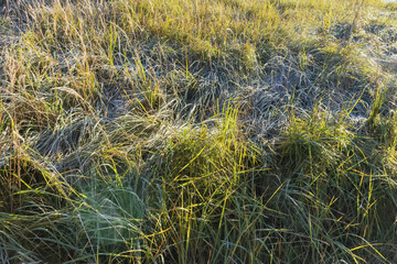 In autumn, the grass is covered with frost in the early morning