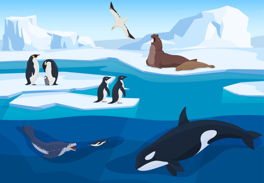 Animals from the Antarctic in a natural environment on icebergs cartoon style. Terrestrial and underwater animals. Predators and birds of cold regions. Vector illustration