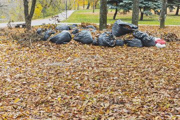 Black plastic garbage bags full of leaves