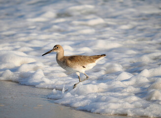 A Willet Foraging in the Sea Foam of a Florida Beach - 685851137