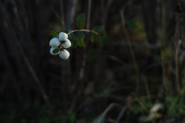 white berries on the bush