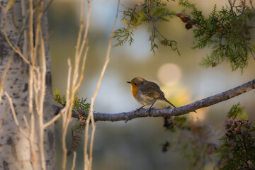 European Robin perched on a tree in the morning light