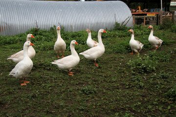 geese on the farm