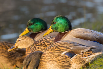 mallard duck on a pond in the morning light