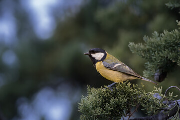 Obraz premium Great Tit perched on a tree branch in the morning light